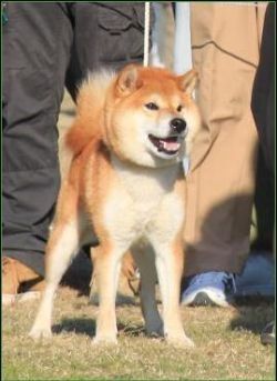 KOUJINRYUU GO TOSA KUROSHIOSOU