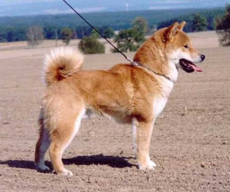 Mara-Shimas Kuni-Nishiki