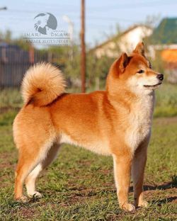 Inari Okami GRANT