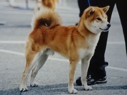 Daigorou Go Meihakusou