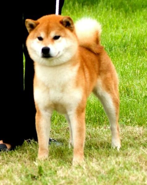 Fuku No Wakaichirou Go Oyama Watanabesou