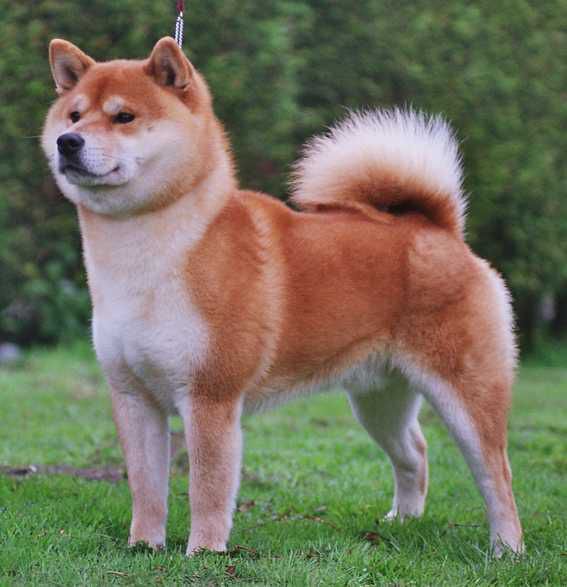 Tanasea Tetsu Go Taimatsu (Woofie)