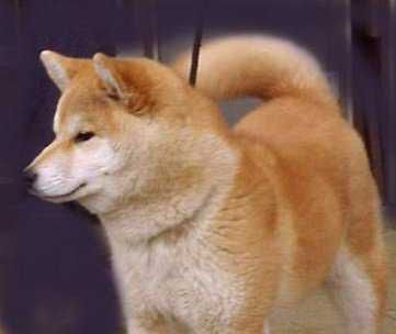 Jakuhagoromo Go Honjou Arakisou