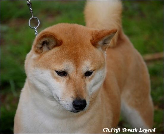 FUJI Siwash Legend