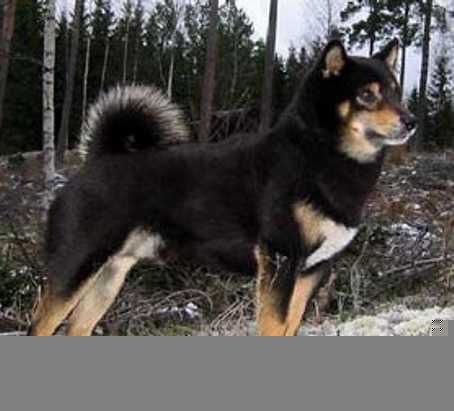 Mara-Shimas TYFOON
