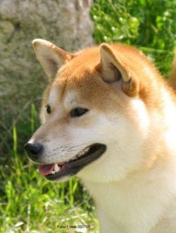 Fukutsukasa Go Ikegami Usui Kensha
