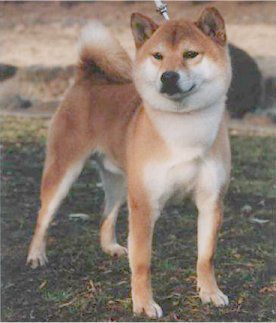 Beninishiki Go Youda Takadasow